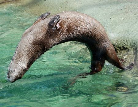 otter flip over|More.